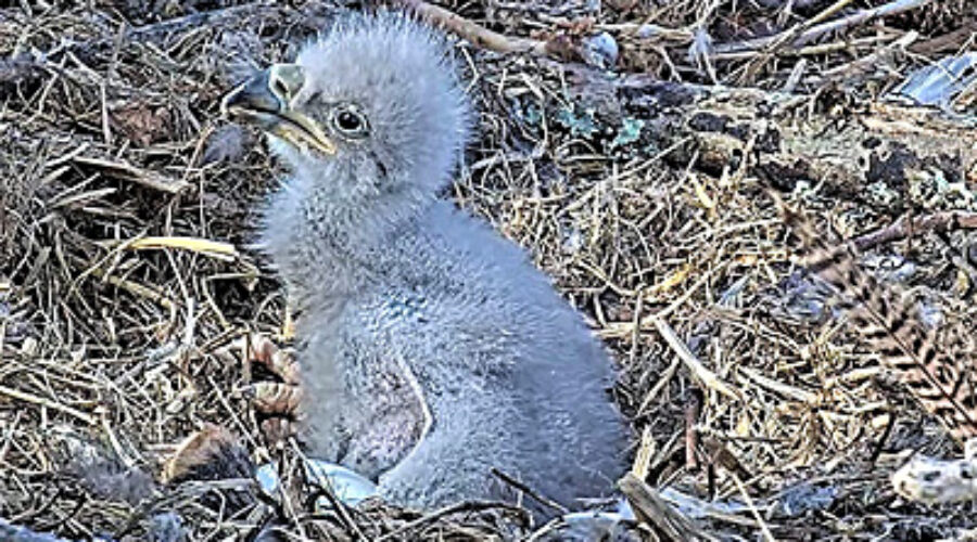 Eaglet in nest 3-22-22
