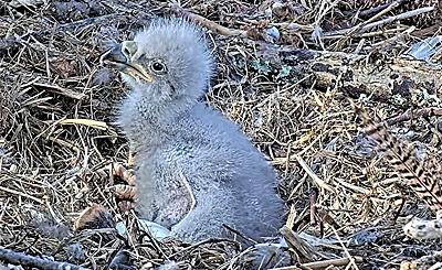 Eaglet in nest 3-22-22