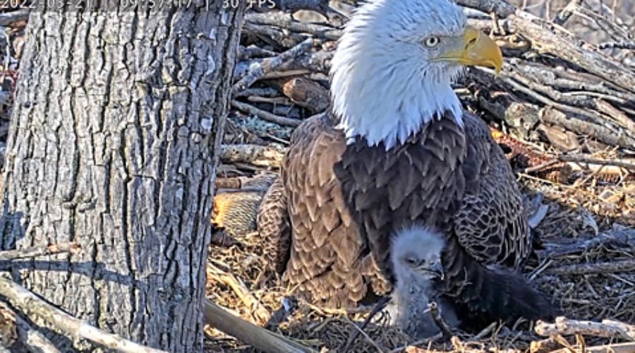 Eaglet and adult Bald Eagle