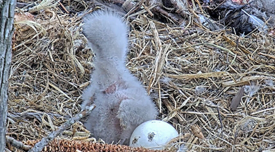 Eagle hatchling and egg in nest