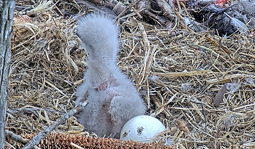 Eagle hatchling and egg in nest