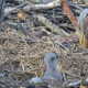 Two-Week Milestones for Eaglet at Dulles Wetlands