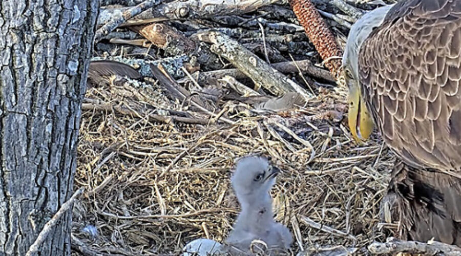 Eaglet and parent at nest