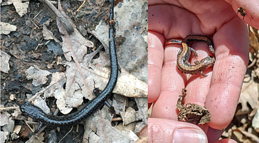 Eastern Red-backed Salamanders