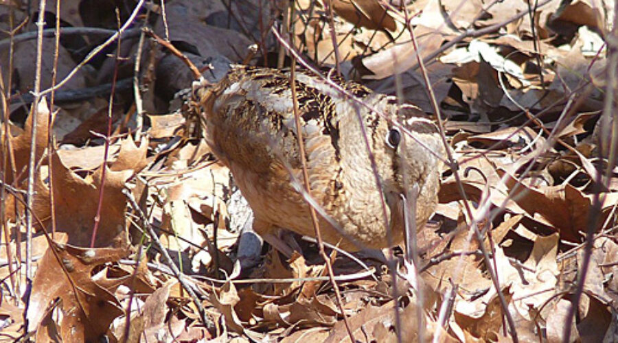 American Woodcock camouflaged in forest
