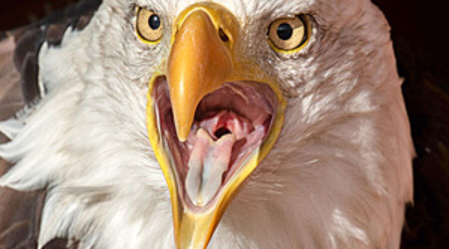 Thermoregulation in Eagles
