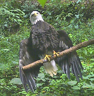 Bald Eagle spreading wings