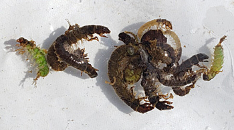 netspinning caddisflies
