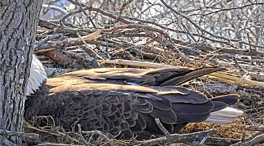 Bald Eagle on nest
