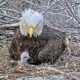 Dulles Greenway Eagle Cam: Window into the Life of Eagles