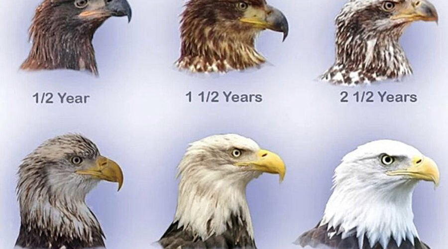 Bald Eagle appearance