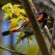 Six Warbler Species Seen During Blue Ridge Center Walk