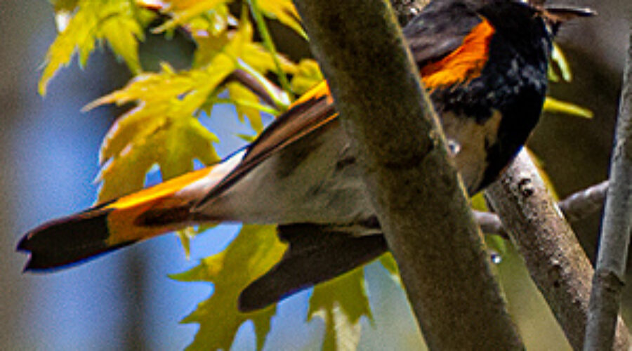American Redstart