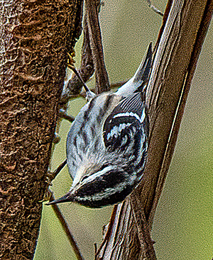 Black and White Warbler.