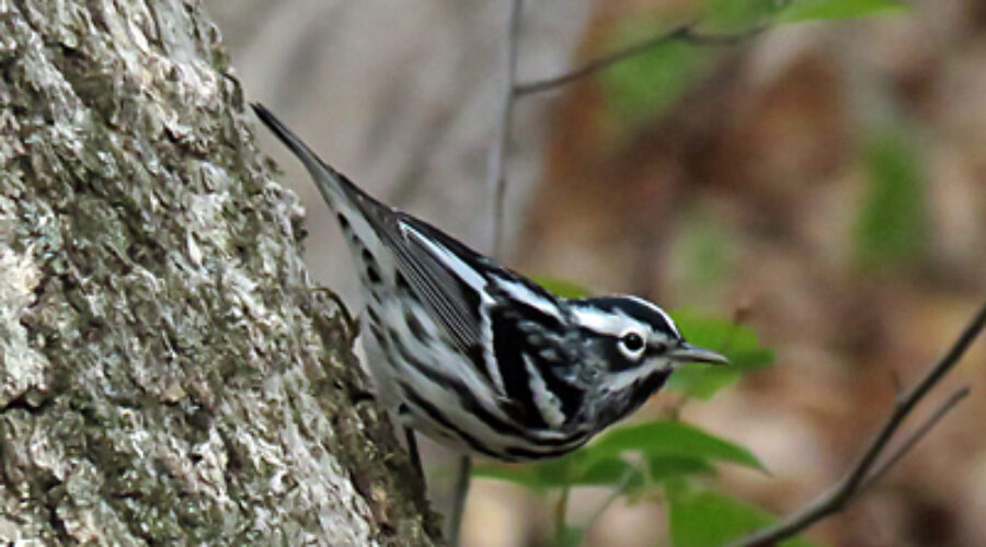Black-and-white Warbler