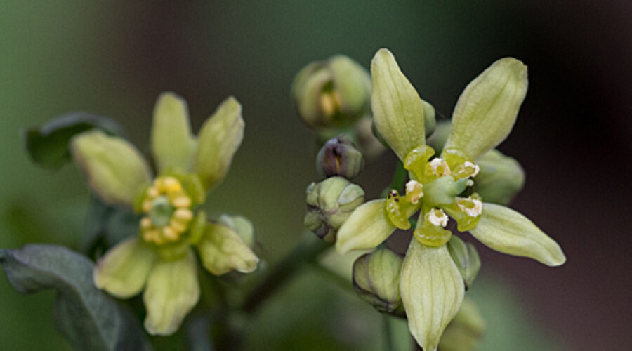 Blue Cohosh close up