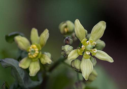 Blue Cohosh close up