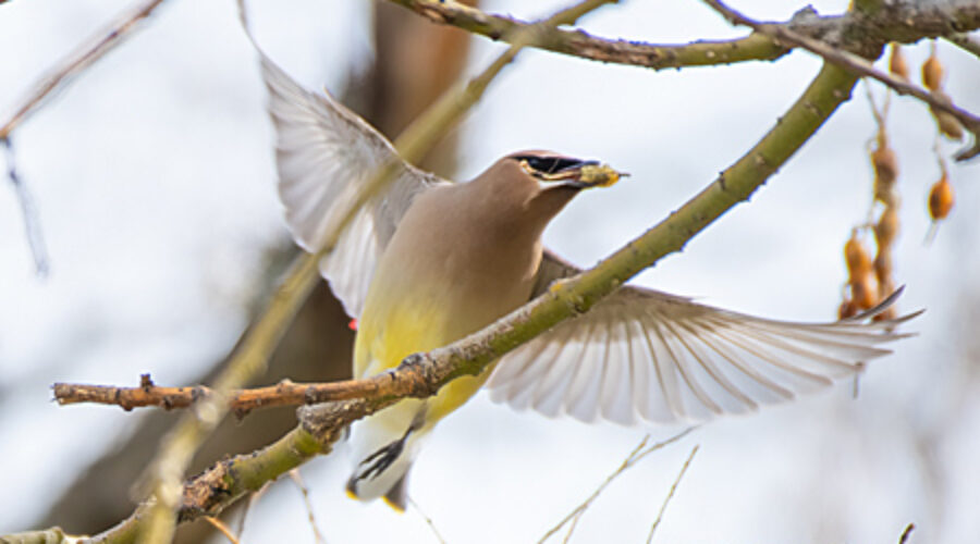 Cedar Waxwing in Flight