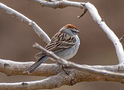 Chipping Sparrow in tree