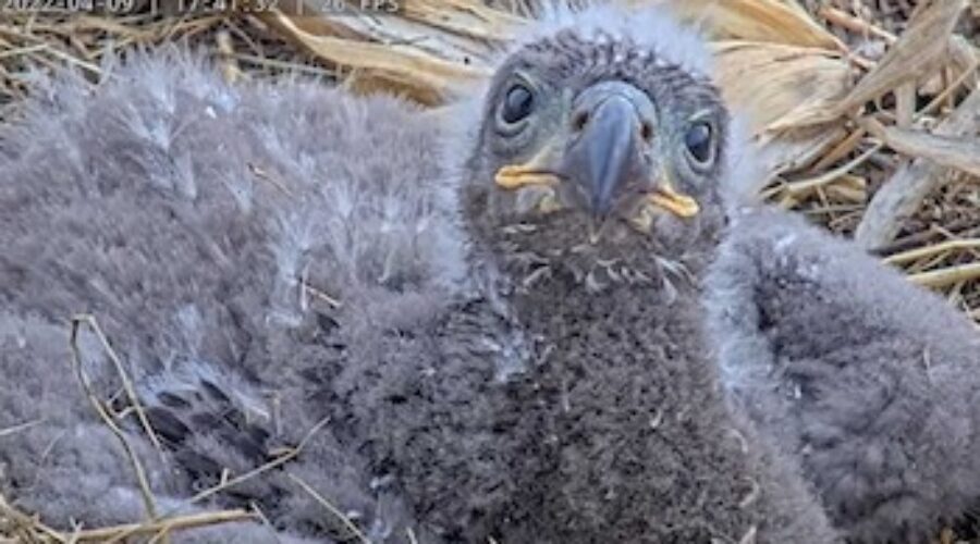 Eaglet DG1