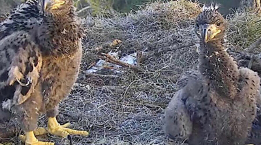 Eaglets