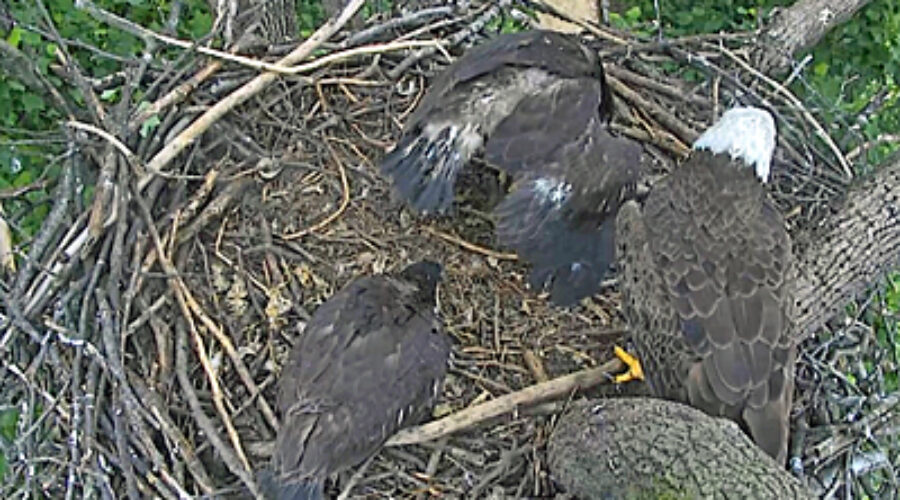Eaglet shown mantling