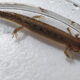 Salamander Surprises Stream Monitors at JK Black Oak