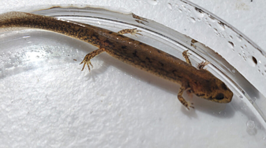 Northern Two-Lined Salamander larvae