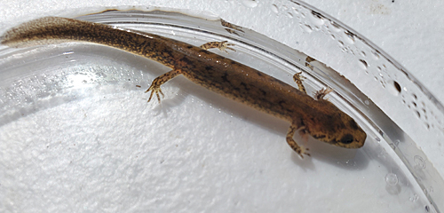 Northern Two-Lined Salamander larvae