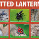 Increasing Awareness of the Spotted Lanternfly (Virtual)