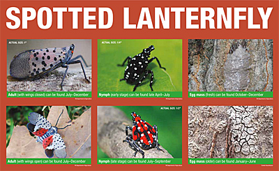 Spotted Lanternfly life stages