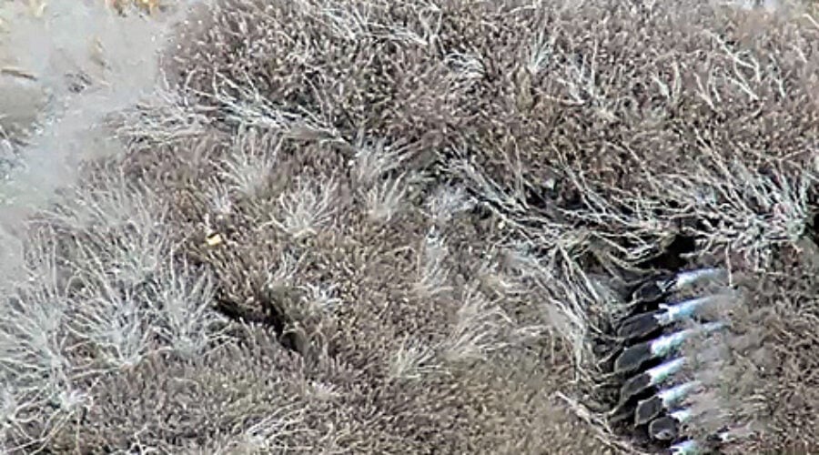 Eaglet feathers