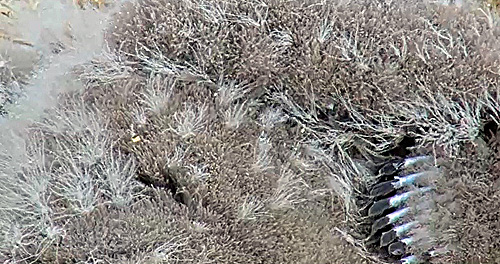 Eaglet feathers