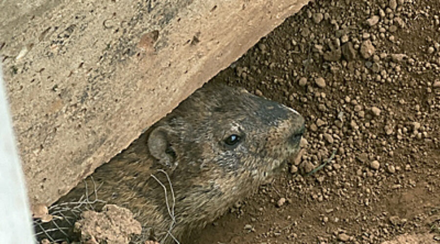 Groundhog