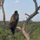 Bald Eagle Behavior: Branching