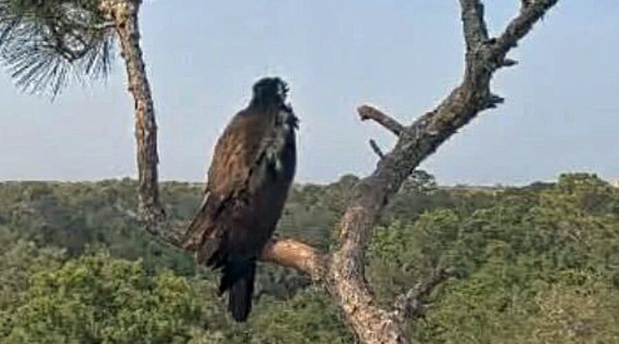 Bald Eagle "branching"