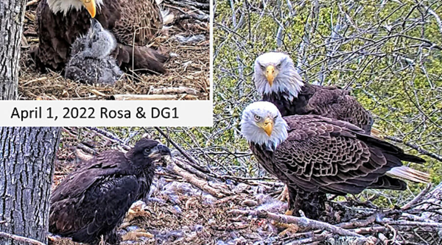 Eagle Cam photos