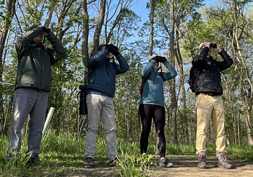 Fully Palmated Birders