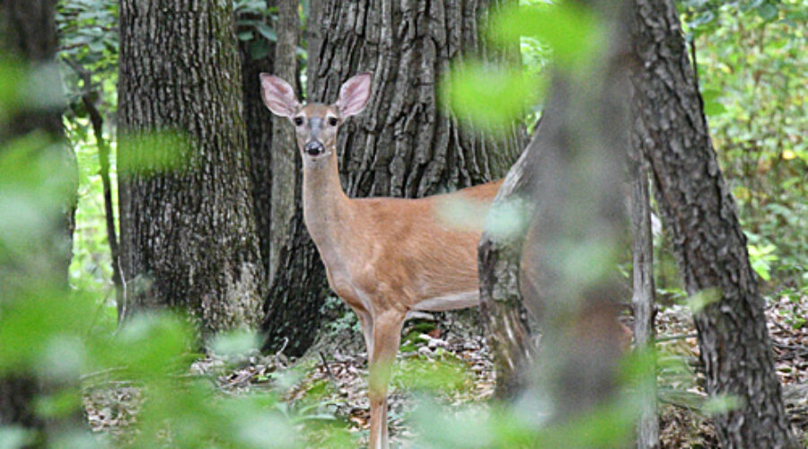 White-tailed Deer