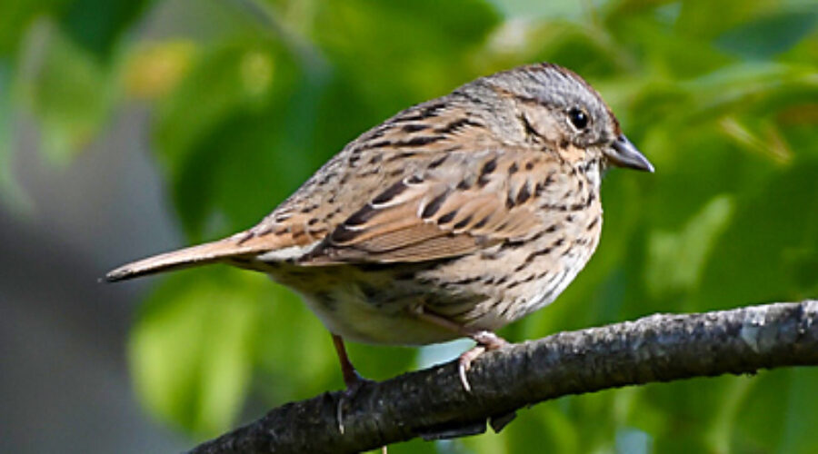 Lincoln's Sparrow