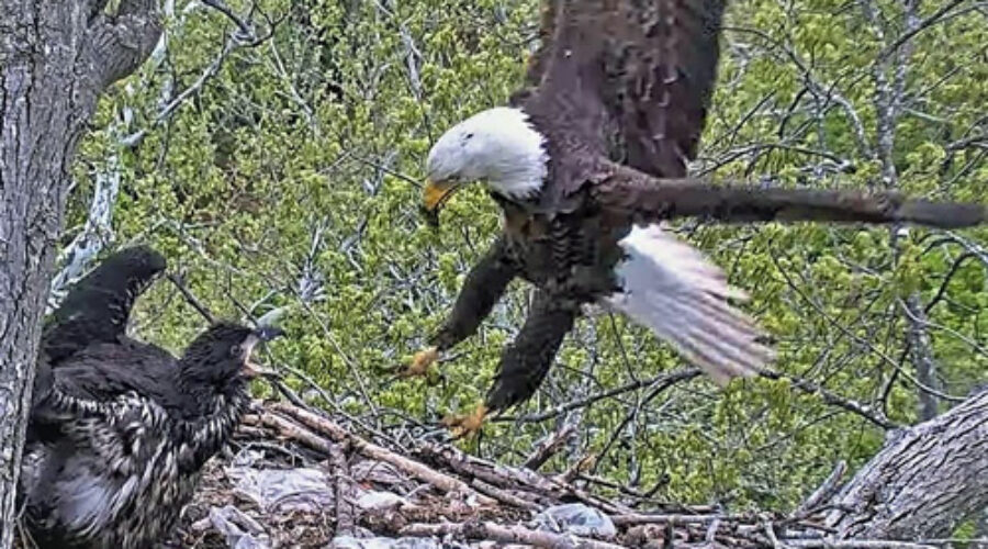 Martin and eaglet DG1