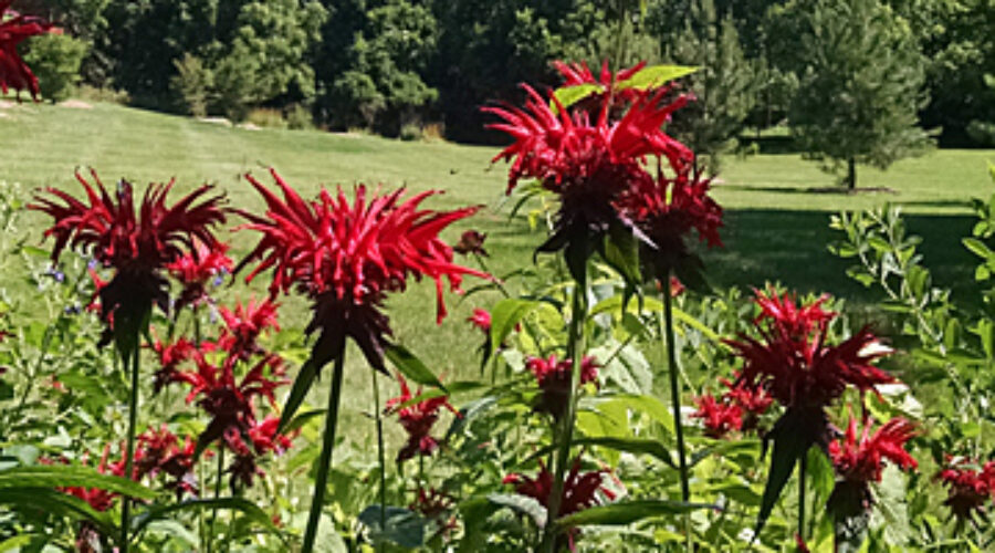 Beebalm