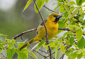 Orchard Oriole