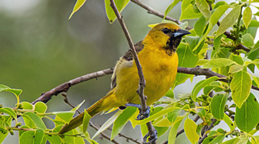 Orchard Oriole