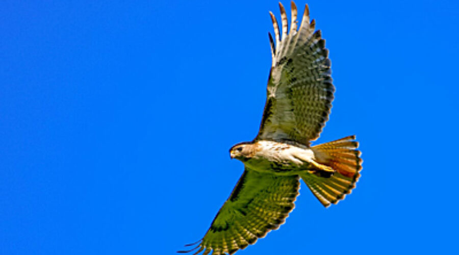 Red-tailed Hawk in flight