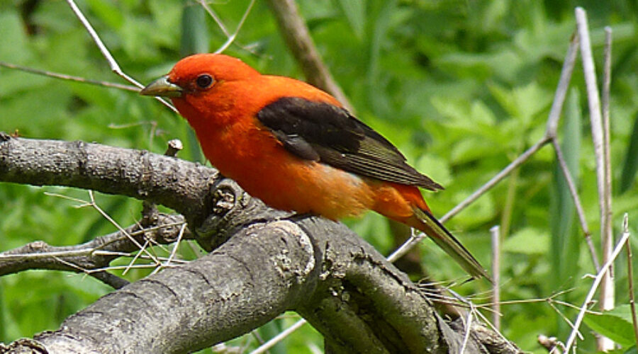 Scarlet Tanager on branch