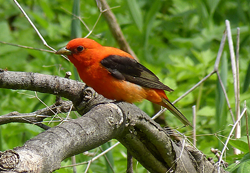 Scarlet Tanager on branch