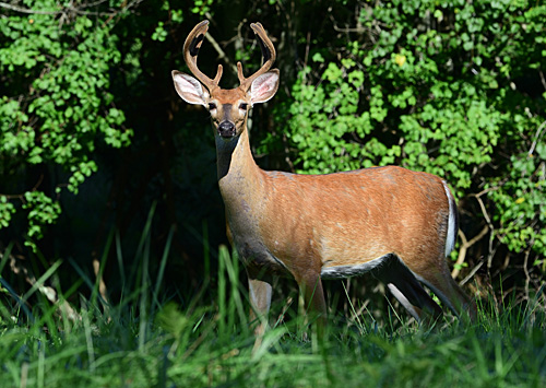 White-tailed Deer - Loudoun Wildlife Conservancy
