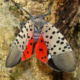 Spotted Lanternfly: Almost Everything You Need To Know