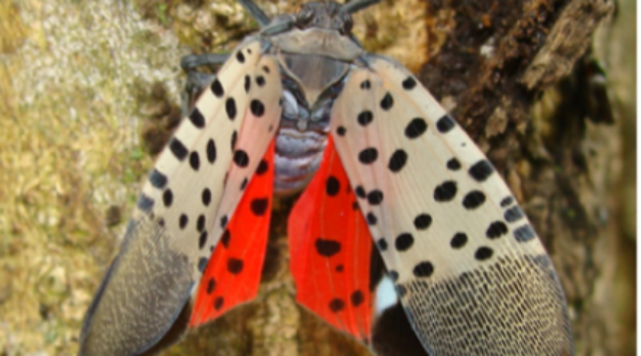 Spotted Lanternfly